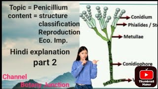 topic  Penicillium for Bsc botany unit  Mycology part 2 [upl. by Atileda]