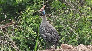 Helmeted Guineafowl [upl. by Nnovahs]