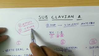 Sub Clavian Artery  TCML [upl. by Hasty633]