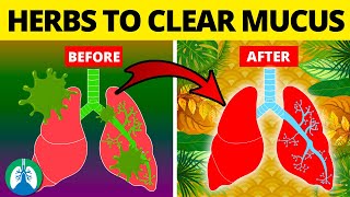 5 Herbs for Lung Health Clearing Mucus COPD and Killing Viruses [upl. by Naivaj]