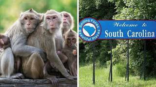 25 Of 43 Monkeys Captured That Escaped A north Carolina Zoo  18 Monkeys Still Running Wild [upl. by Hedwig]