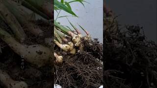 How to Grow Ginger at Home plants shorts farming [upl. by Roxy]