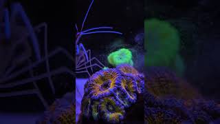 cleaner shrimp steals food from coral reeftank [upl. by Rhpotsirhc]