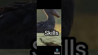 Shoebill stork VS emuanimalsanimalesedit debates vsbattlegozillavskong versus vsedit1v1 [upl. by Alexia]