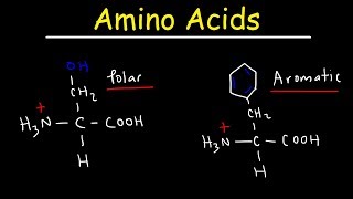 Introduction to Amino Acids [upl. by Alamak]