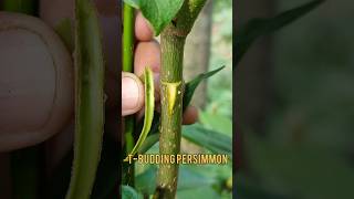 Tbud grafting persimmon shorts gardening [upl. by Enniotna456]