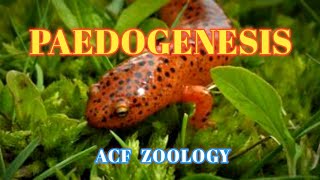 PAEDOGENESIS  Acf Zoology  Zoology Classes  MSc Zoology  UPSCZOOLOGY  Bsc Zoology  NEETZOOLOGY [upl. by Hay415]