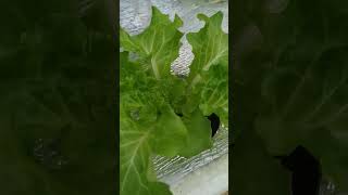 checkout my hydroponically grown lettuce kratkyhydroponics thankyouforwatching [upl. by Loar]