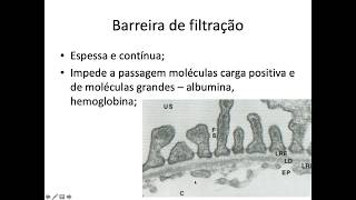 Histologia do Sistema Urinário [upl. by Alitta]