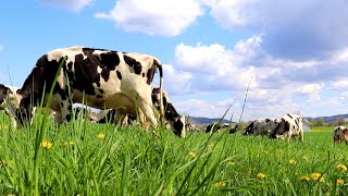 How Does a Black and White Cow Eat Green Grass but Give White Milk Spring Grazing on Dairy Farm [upl. by Pavlov]