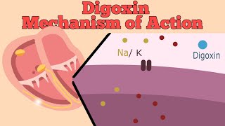 Digoxin Mechanism of Action Explained  Cardiac Medication [upl. by Luing]