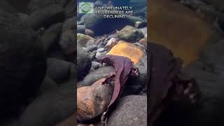 Hellbender Salamander Cryptobranchus alleganiensis [upl. by Juley]