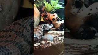 Top ten goobie woobies 🤣 animals funny subscribe comedy bugslife stinkingcute [upl. by Nodababus]