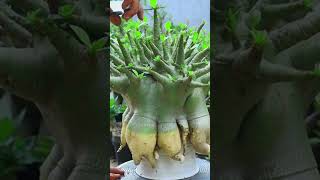 Bonsai Root Fertilizer Desert Rose Plant Flower Gardening Adenium [upl. by Lime]