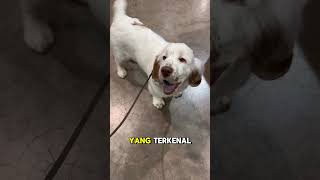 Clumber Spaniel dogs rasanjing animals [upl. by Yemiaj]