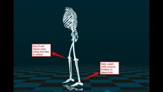 8 Phases Of Walking Gait Analysis Competitive EDGE San Jose [upl. by Fennessy38]