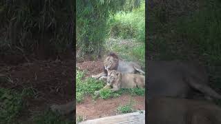 Beautiful Lion and Lioness at the Vandalur Lion Safari [upl. by Derraj]