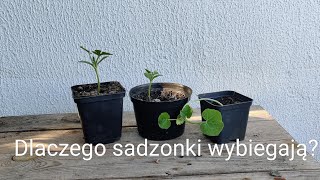 Dlaczego sadzonki wybiegają [upl. by Nadoj]