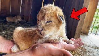 Two lion cubs were adopted by a dog who treated them like MOTHERS but when they grew up [upl. by Annayek]