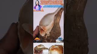 Miracle beautiful powerful natural Lord SHIVAS mount Kailash puja conch Indian ocean feel Lord SHIVA [upl. by Offen318]