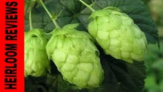 ⟹ NUGGET HOPS VINE  A quick look at the HOP vine i have growing ☮ BEER [upl. by Brittan688]