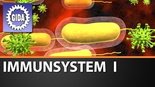 Trailer  Immunsystem I  Biologie  Schulfilm [upl. by Ynabla555]