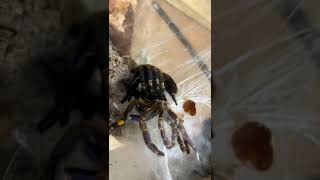 Tarantula Moulting [upl. by Appleton]