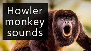 The frightening sounds of the Howler monkeys [upl. by Violante377]