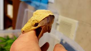 Angry Crested Gecko [upl. by Aissak105]