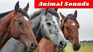 20 Amazing Animals  Animal Sounds for Children [upl. by Adlitam]