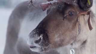 Reindeer ride in Levi Finnish Lapland  reindeer safari in Finland [upl. by Georgia]