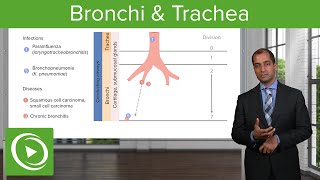 Bronchi amp Trachea – Pulmonary Pathology  Lecturio [upl. by Alasdair866]