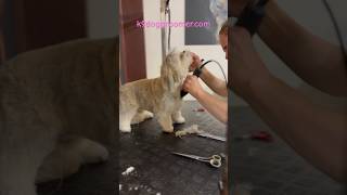 Lhasa Apso grooming [upl. by Judi]