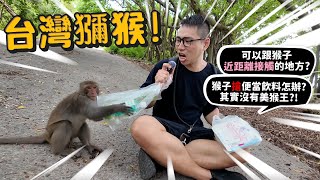 【人猴衝突】台灣獼猴猴子攻擊人搶便當飲料怎麼辦原來沒猴王公猴很辛苦【許伯簡芝】 [upl. by Dorran]