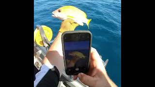 Preview 4  CRIMSON SNAPPER FIRE  Fishing Charter Coral Bay [upl. by Nailil]