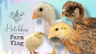 Then amp Now Easter Egger chicks Days old to 3 weeks old update [upl. by Larianna]