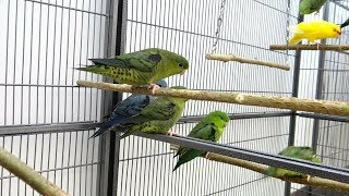 Lineolated Parakeets  Linnies [upl. by Lajes]