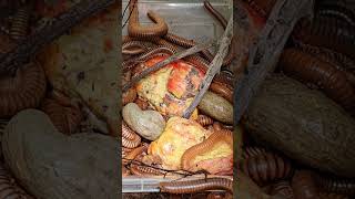 Lots Millipedes shorts videoshort insects snack animal [upl. by Gearalt]