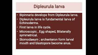 Development of bipinnaria larva [upl. by Alam]