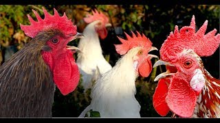 Big roosters crowing compilation with 15 different breeds  Whitecrested Polish Serama Leghorn [upl. by Anhpad]