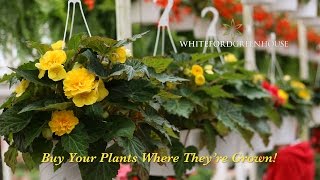 Tuberous Begonia HB Planting [upl. by Stichter468]