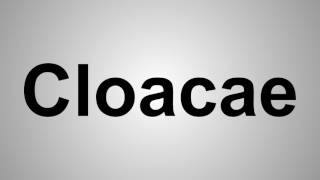 How To Pronounce Cloacae [upl. by Sly]