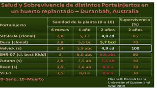 Variedades de palto [upl. by Bunnie]