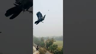 A smart Crow Catches Food in Air 🐦‍⬛short crow [upl. by Anetsirk]