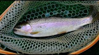 Fishing The IMNAHA RIVER By Far the Most Beautiful Place I Have Ever Fished [upl. by Gniliem]