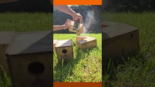 Giving my Finches some Nest boxes to Breed [upl. by Staford]