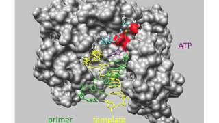 RNA Synthesis Lecture 6 [upl. by Dnomsed]