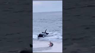 Orca Attacks on Humans X [upl. by Amled]