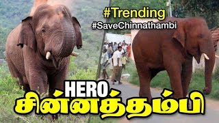 சின்னத்தம்பி தான் எங்கள் ஹீரோ அவன் பாசக்கார பய புள்ள  Chinna Thambi elephant Coimbatore [upl. by Areis]