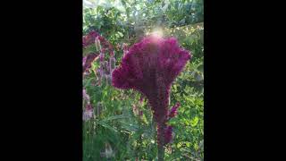 Flor Cristadegalo Celosia cristata [upl. by Hcab]